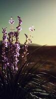 fleurs sauvages sur les collines au coucher du soleil video
