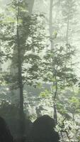 sunny silhouetted forest with sunbeams through fog video