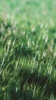 Green fresh grass as a nice background video