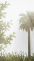 tropische palmen en gras op zonnige dag video