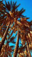 kokospalmträd lövverk under himlen video