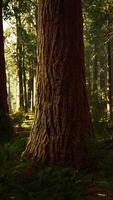 sequoie giganti nel boschetto gigante della foresta nel parco nazionale delle sequoie video