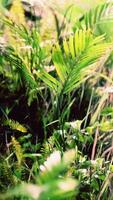 close-up jungle gras en planten video