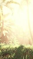 tropical garden with palm trees in sun rays video