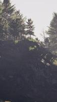 majestueuse forêt de montagne verte sur fond de brouillard video
