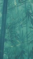 floresta de bambu do sul da china video