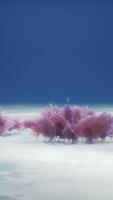 Purper en roze zacht koralen en rood sponzen video