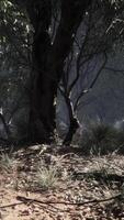 kust- vegetatie met bomen en struiken video