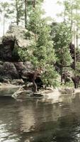 tranquillo, calmo montagna Paradiso, con un' scintillante lago e fragrante pino alberi video