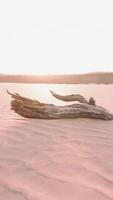 piece of an old root is lying in the sand of the beach video