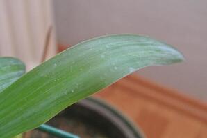 green leaf in room photo