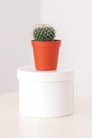 White jar with cactus in little pot on the white table against a white background with copy space. Depilation concept. photo