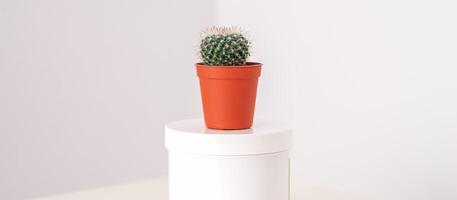 White jar with cactus in little pot on the white table against a white background with copy space. Depilation concept. photo