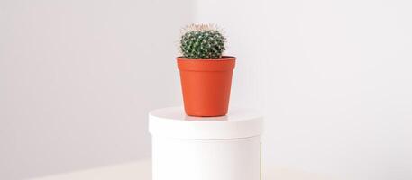 White jar with cactus in little pot on the white table against a white background with copy space. Depilation concept. photo