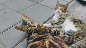 twee kittens spelen Aan beton verdieping filmmateriaal. video