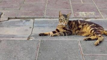 dos gatitos jugando en hormigón piso imágenes. video