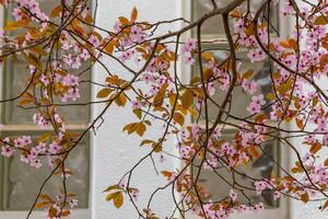 a flowering cherry tree in spring photo