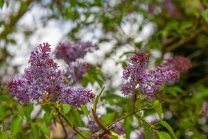 blooming lilac tree in spring photo