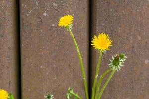dandelion in front of a wall photo
