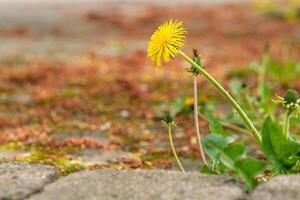a single dandelion flower on a footpath photo