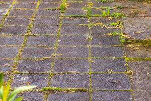 paving slabs overgrown with weeds and moss photo