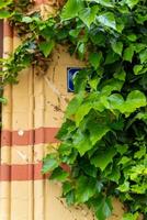 green leaves of a climbing plant on a house wall photo