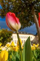 single red and white tulip is the main focus of the image photo