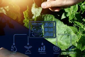 The concept of using AI and smart farming. photo