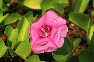 Ipomoea flower grow and bloom on the garden beach. Ipomoea has botany name Ipomoea pes-caprae from convolvulaceae. ipomoea has pink color green leaves. it is herbal plant photo