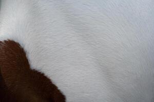 White and brown horse fur background photo