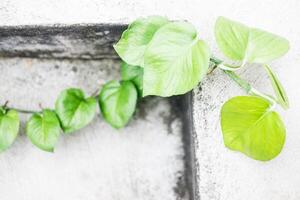 Branched betel leaves creep across the wall against a rough cement background. photo