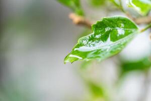 agua gotas en hojas cuando el lluvia se detiene el hojas es verde color. foto