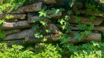 A pile of old wood lumber covered in moss and overgrown with grass. photo