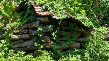 A pile of old wood lumber covered in moss and overgrown with grass. photo