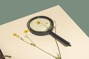 Herbarium floral book. Dry pressed botanical leaves and flowers. Nature-inspired spring and summer photo