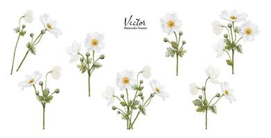 Set of Watercolor of white anemones flower blooming vector