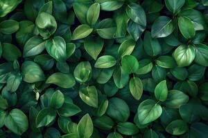 Green leaves pattern background Natural background and wallpaper photo