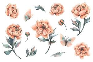 Delicate flowers, buds and leaves of peach and pink peonies with butterflies in a trendy color and vintage style. Hand drawn watercolor illustration. Set of elements isolated from background vector