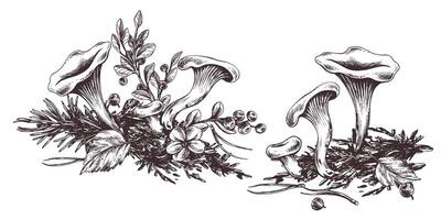 Forest chanterelle mushrooms with blueberry bushes, moss and autumn leaves. Graphic line art illustration hand drawn in black ink. Set of composition EPS . vector
