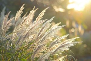 Close up of ornamental grasses backlit by the late afternoon sun Boylston Massachusetts. photo