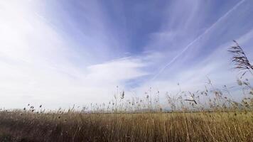 het rijden Aan een vallei in zonnig dag video