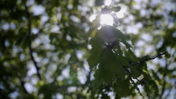 vert feuilles sur des arbres dans printemps video