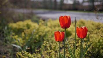 Red Tulip flowers blooming in the garden outdoors video
