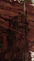 à l'intérieur d'une grotte calcaire avec des plantes et du soleil video