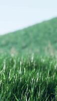 fond de printemps doux défocalisé avec une herbe verte luxuriante video