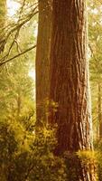 giant sequoias in redwood forest video