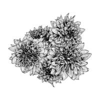 mano dibujado dalia mambo flores floral ilustración vector