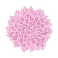 Hand drawn dahlia flowers floral illustration vector