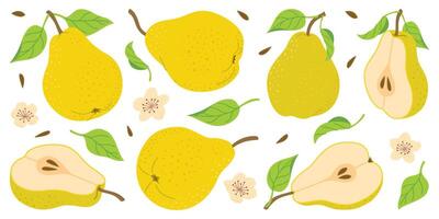 Hand drawn colorful pear set, whole and cut fruit, flowers, leaves. Trendy flat style isolated on white for textiles, labels, posters. Ripe juicy pears. Vegetarian organic food. vector