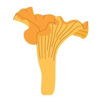 Chanterelle illustration. Edible chanterelle mushrooms. Yellow mushroom. Hand drawn trendy flat style. Doodle autumn forest harvest vector